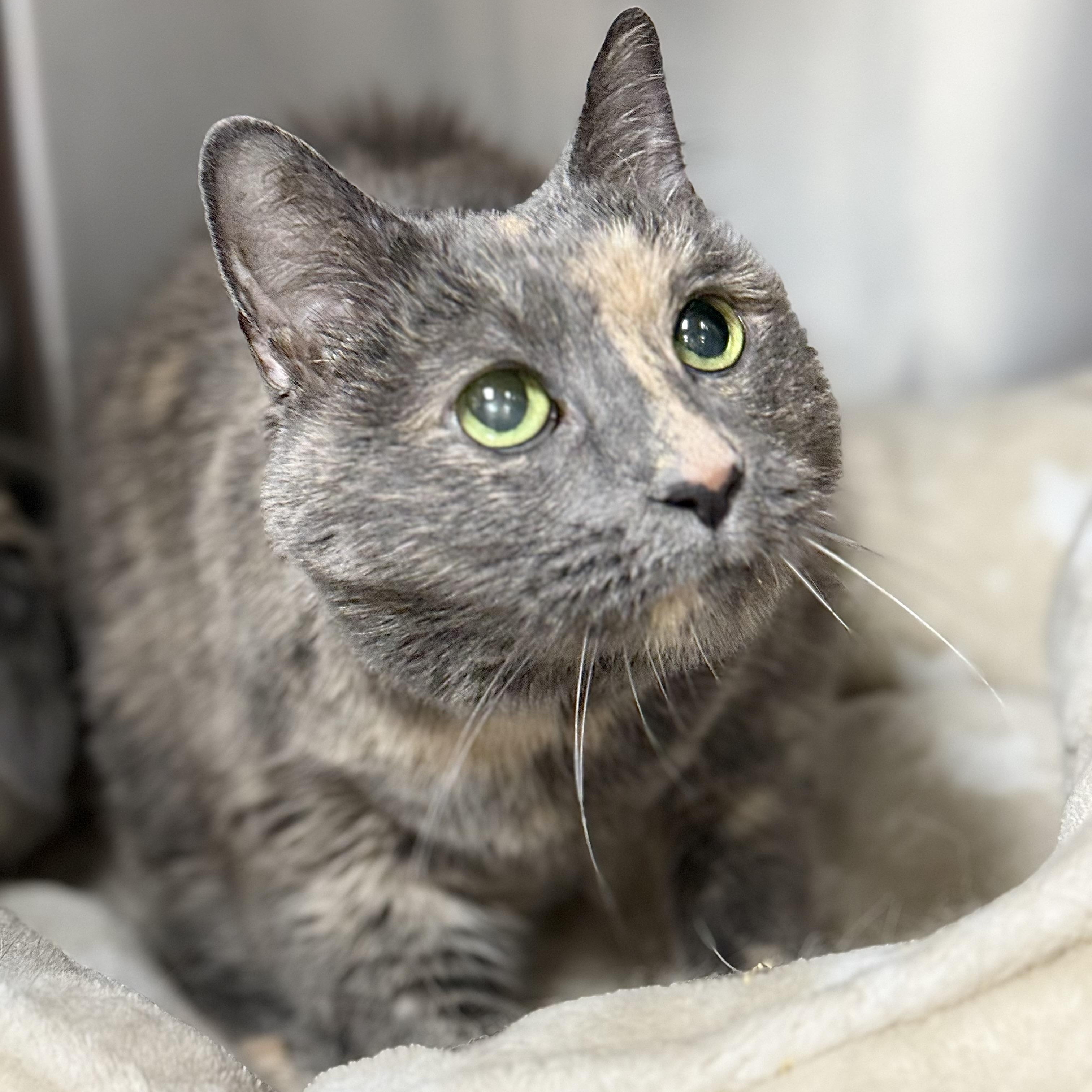 Enlarge Kate, an adoptable Domestic Short Hair in Collierville, TN image 3/6