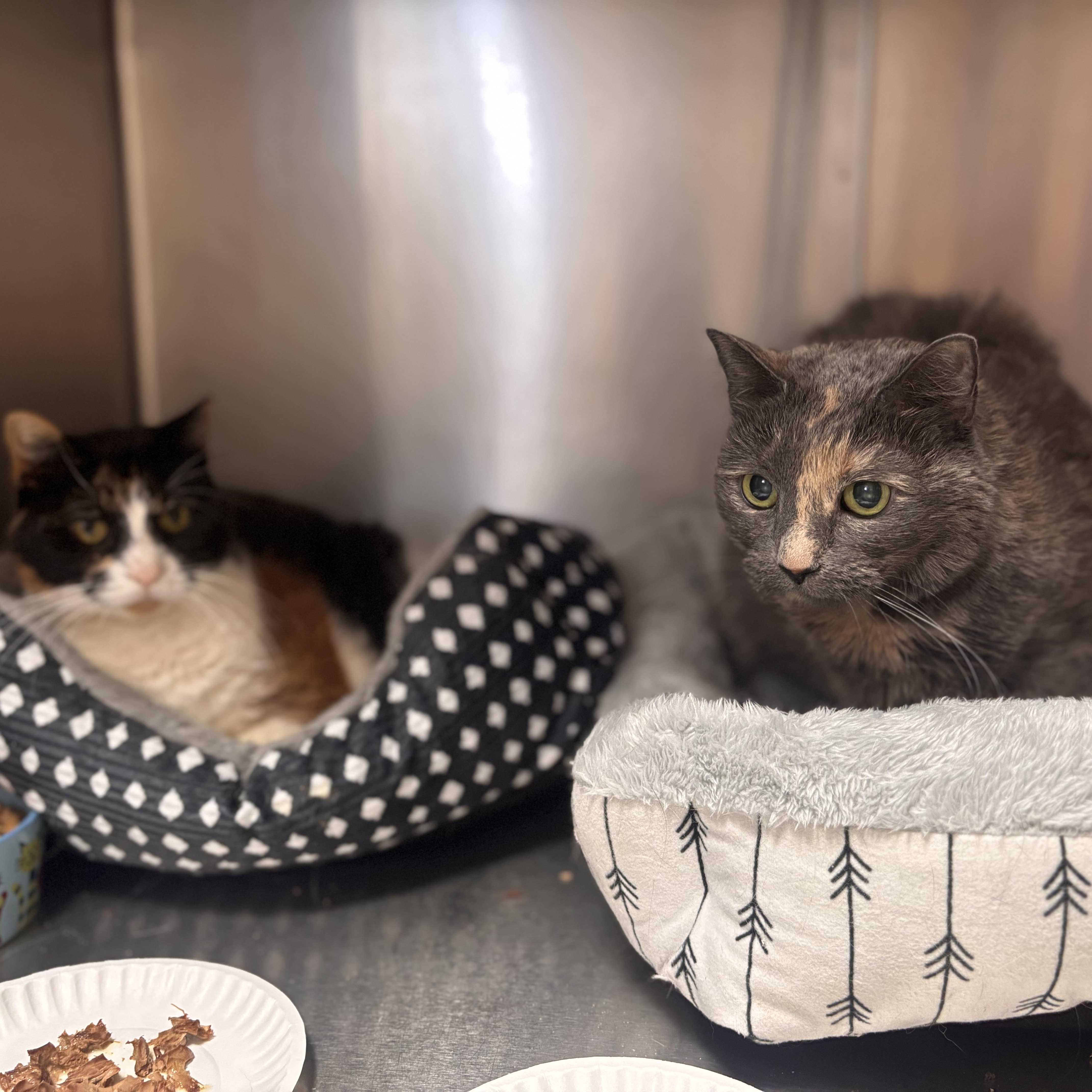 Enlarge Kate, an adoptable Domestic Short Hair in Collierville, TN image 2/6