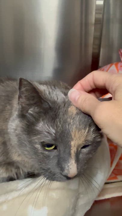 Enlarge Kate, an adoptable Domestic Short Hair in Collierville, TN video 5/6