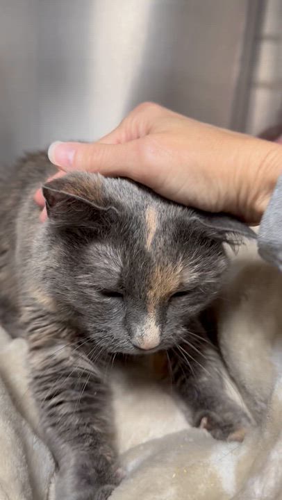 Enlarge Kate, an adoptable Domestic Short Hair in Collierville, TN video 6/6