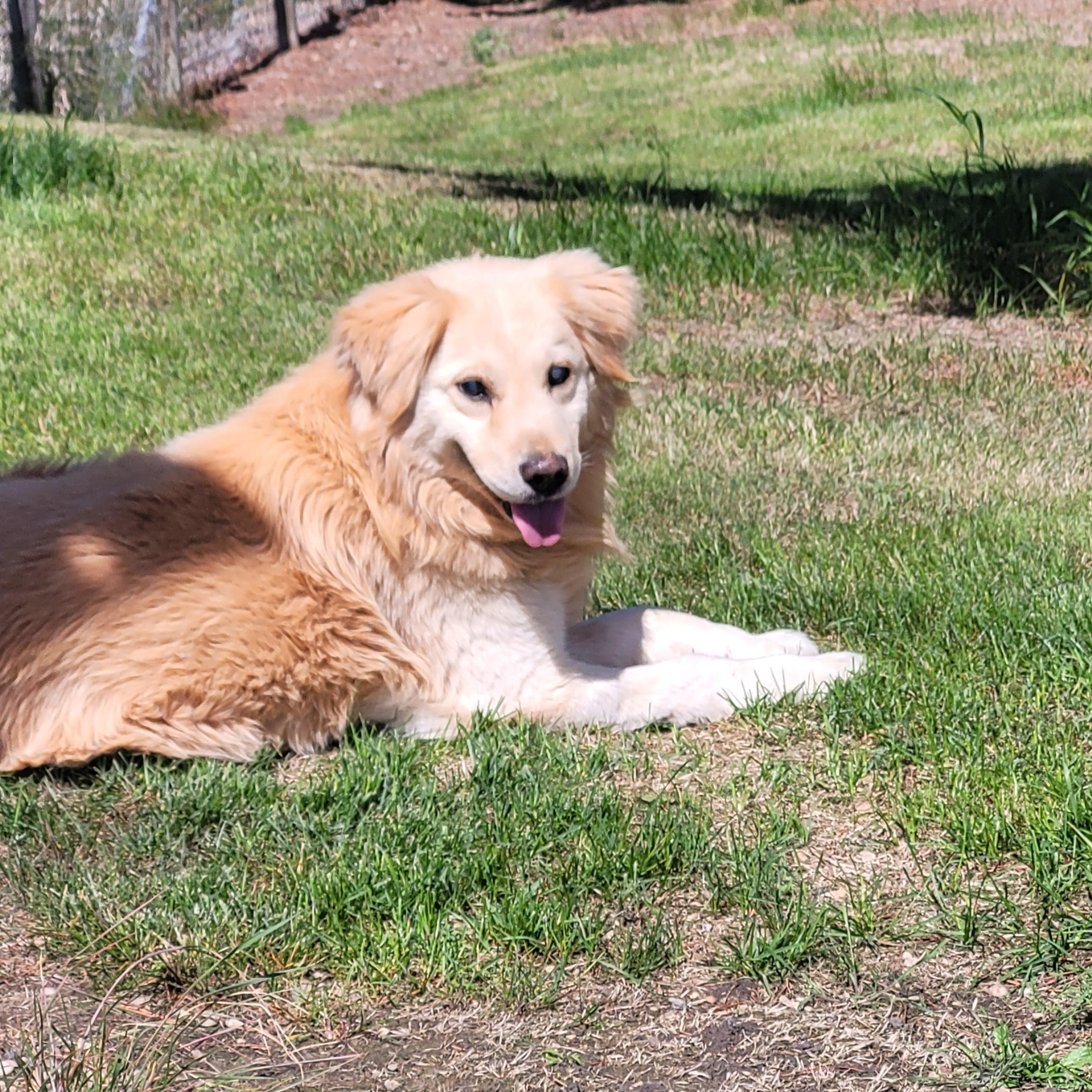 Skids, a ADOPTABLE mixed breed in Lacombe, AB image 1/3