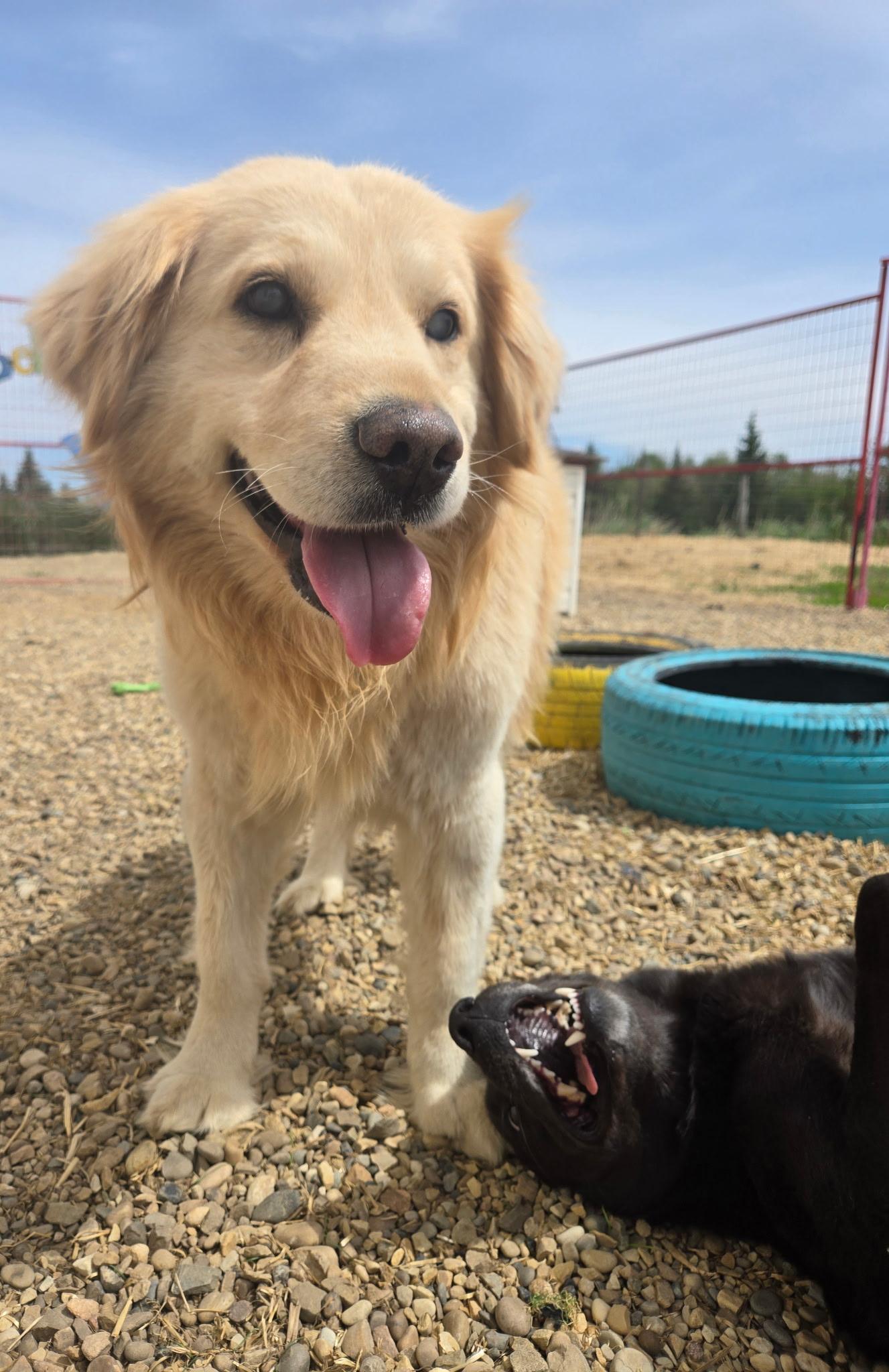 Skids, a ADOPTABLE mixed breed in Lacombe, AB image 1/3