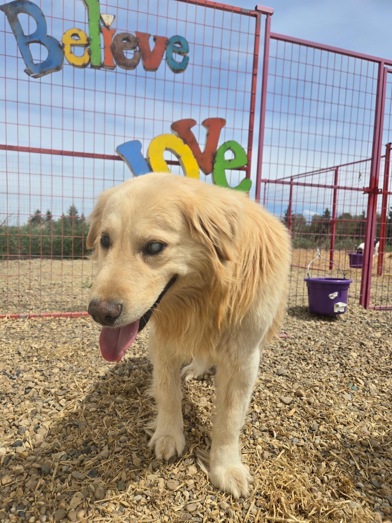 Skids, a ADOPTABLE mixed breed in Lacombe, AB image 2/3