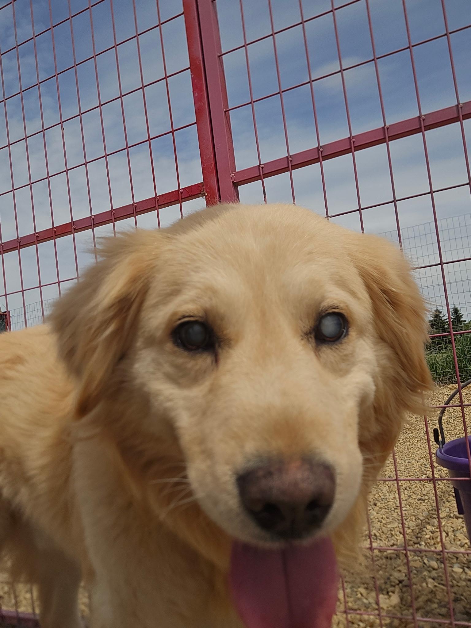 Skids, a ADOPTABLE mixed breed in Lacombe, AB image 3/3
