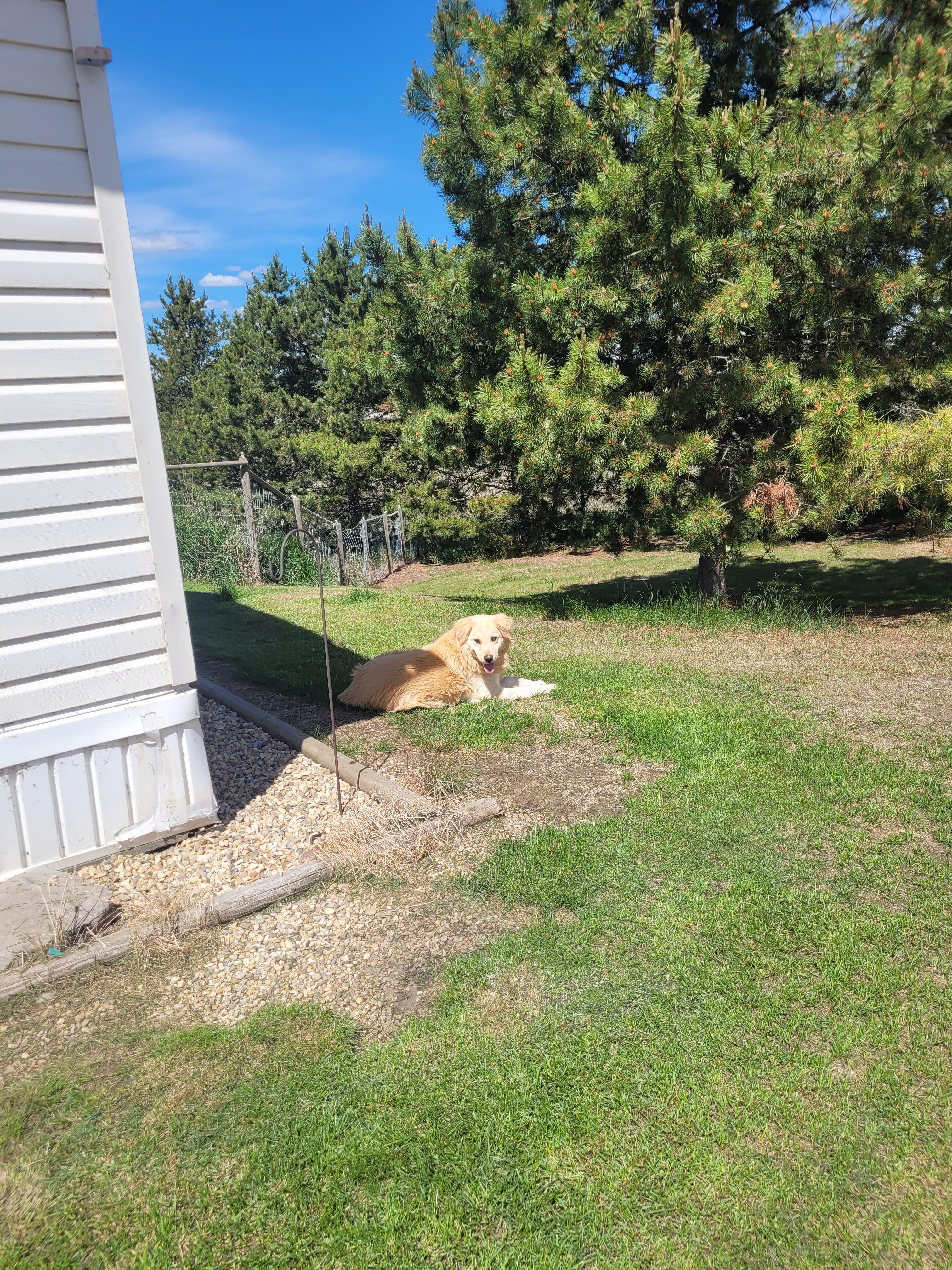 Skids, a ADOPTABLE mixed breed in Lacombe, AB image 3/3