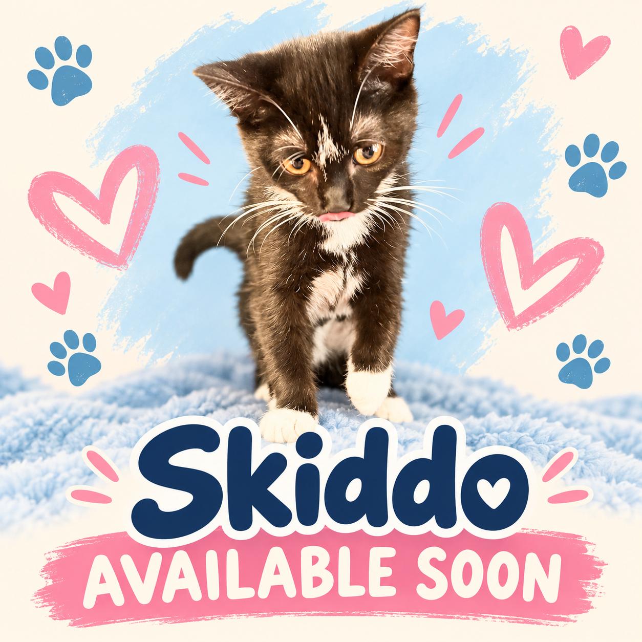 Skiddo, Adopted, Young Female Domestic Short Hair.
