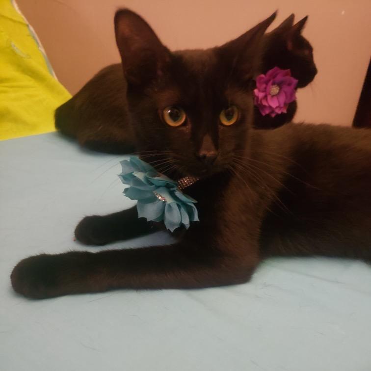 Groovy — thumbnail 2