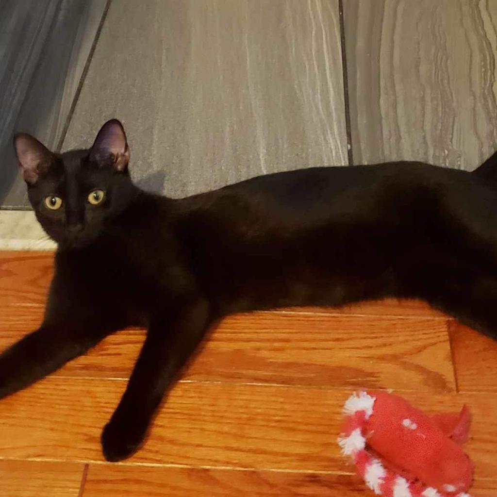 Groovy — thumbnail 3