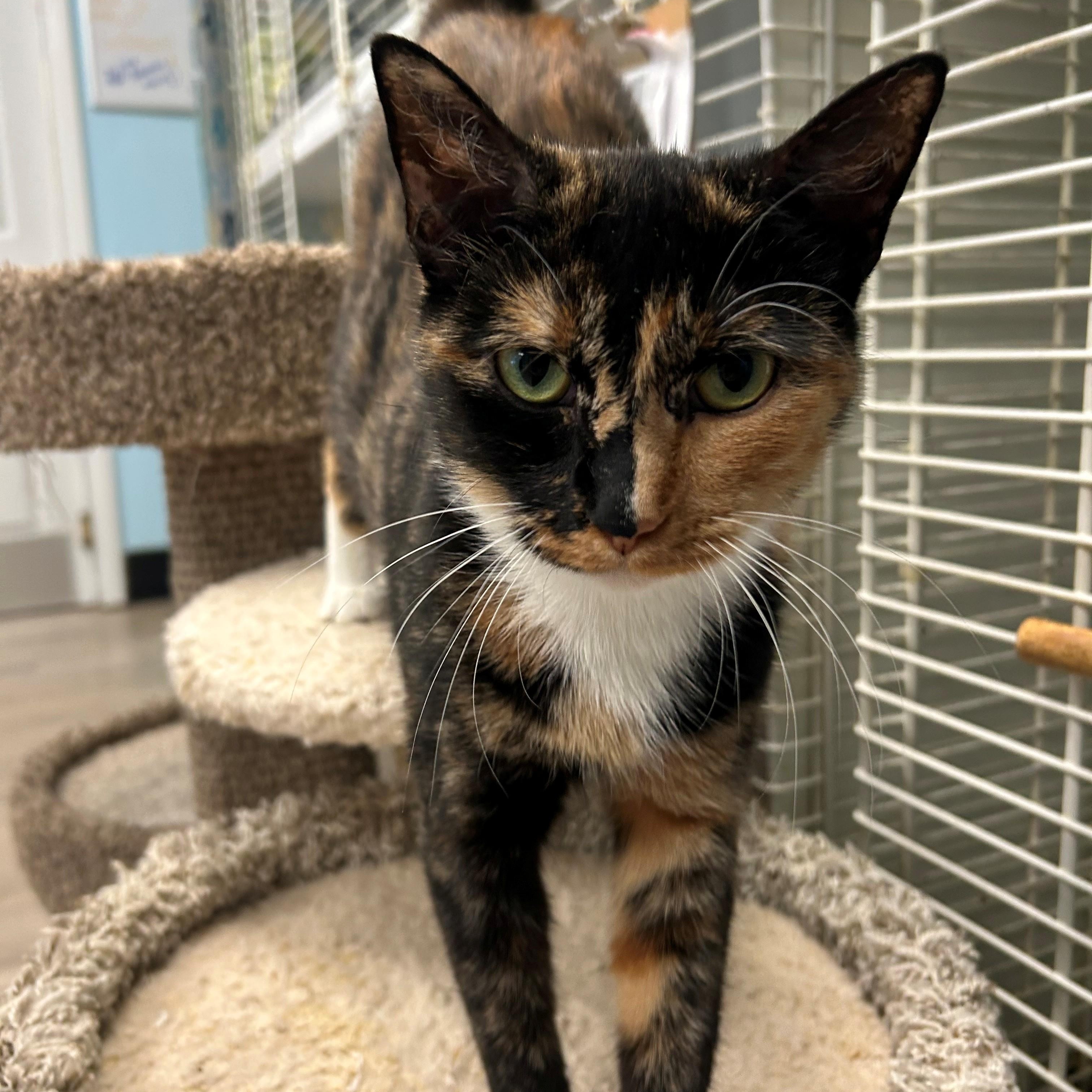 Margarita, Adoptable, Adult Female Domestic Short Hair.
