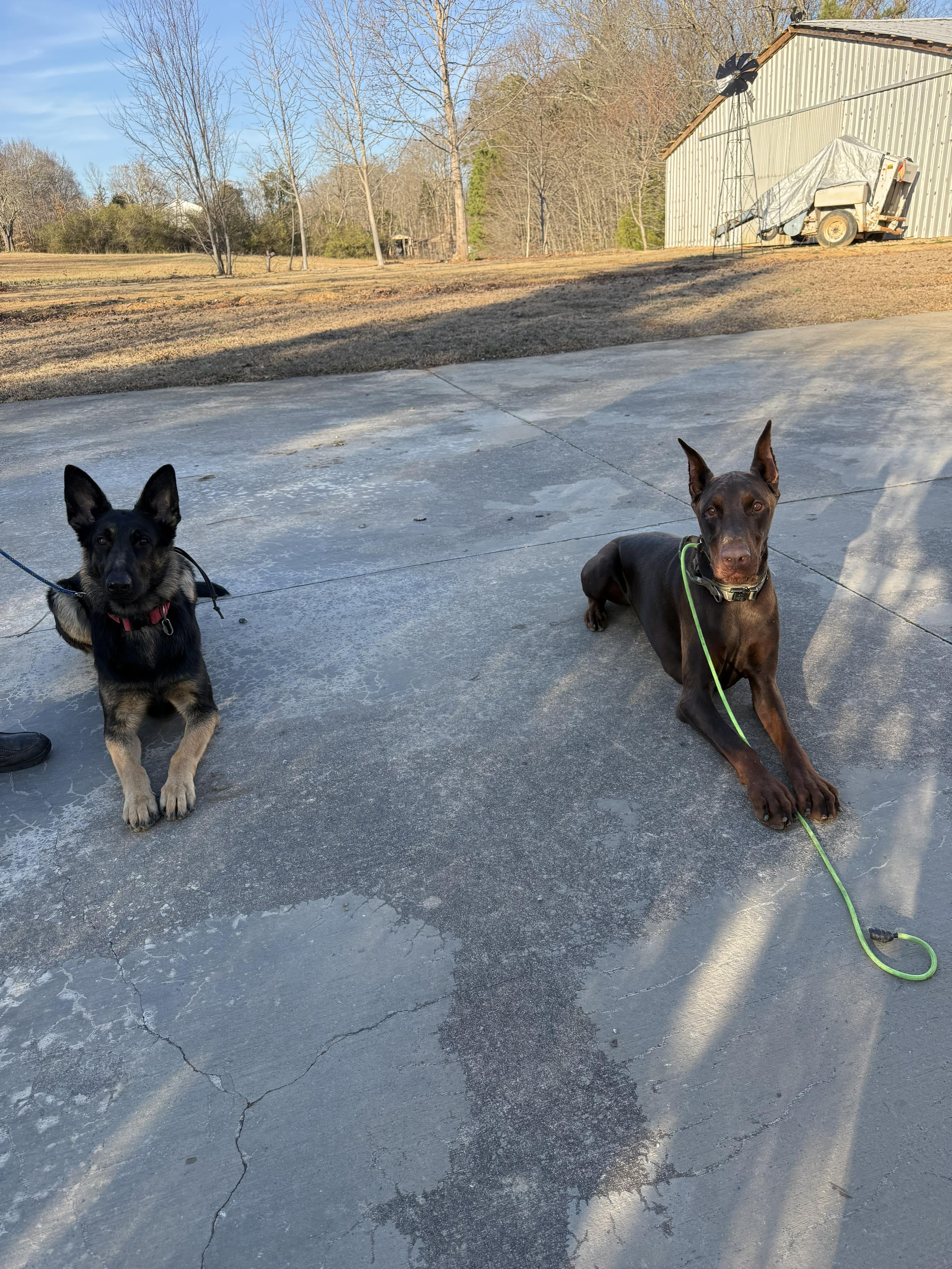 Enlarge Kane, a ADOPTABLE Doberman Pinscher in Matthews, NC image 3/3