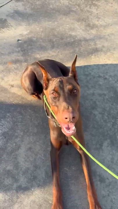 Enlarge Kane, a ADOPTABLE Doberman Pinscher in Matthews, NC video 1/3
