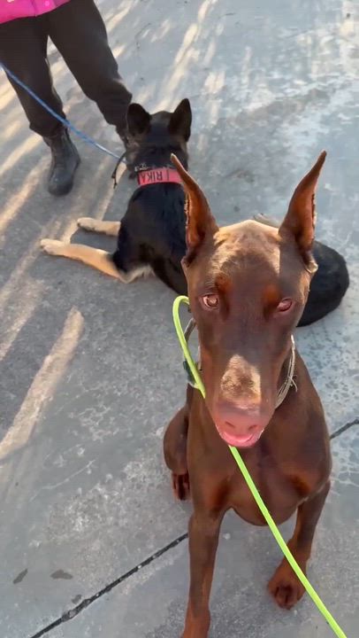 Enlarge Kane, a ADOPTABLE Doberman Pinscher in Matthews, NC video 2/3