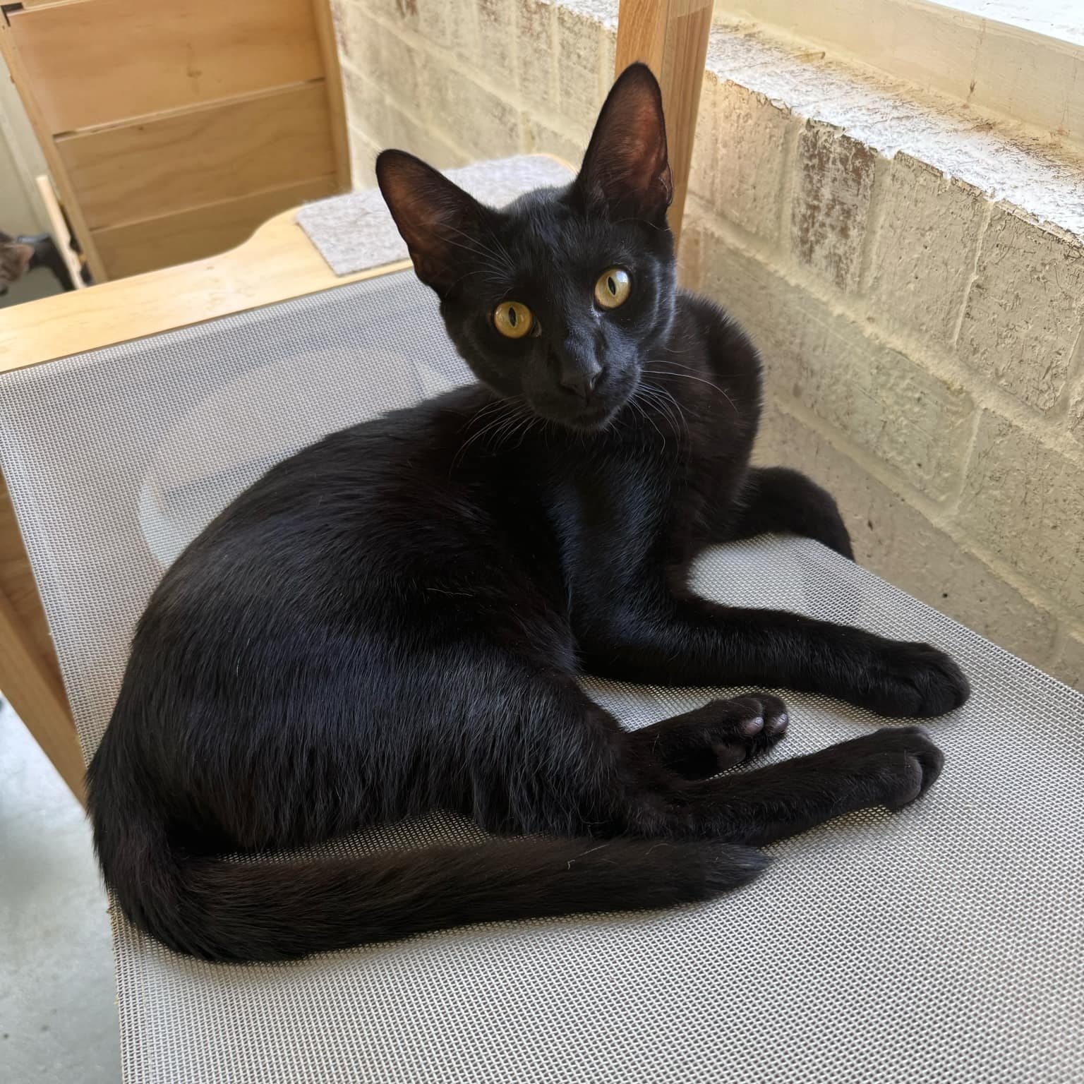 Enlarge ELVIS, a Adoptable Domestic Short Hair in Flint, TX image 1/1