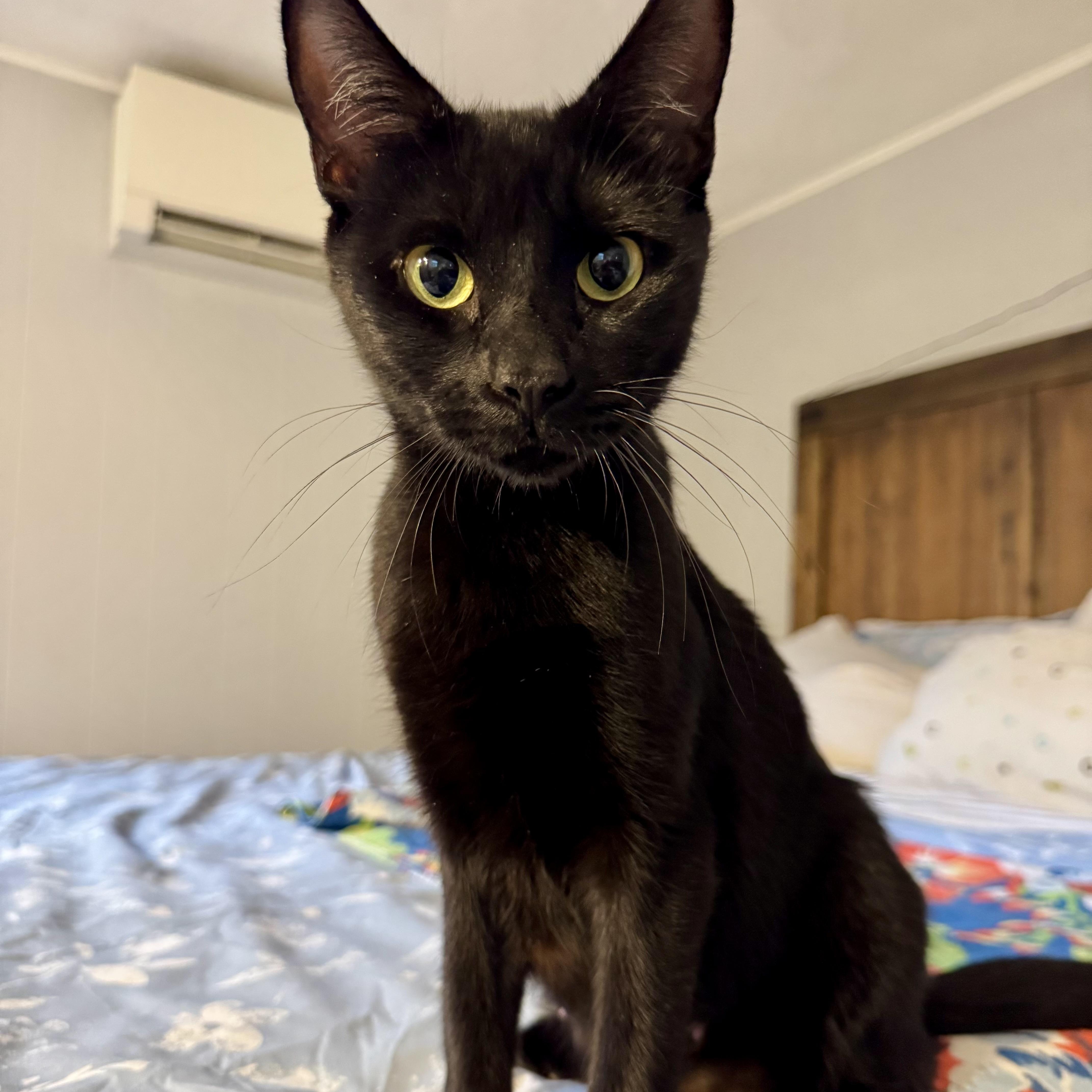 Eve, Adoptable, Young Female Domestic Short Hair.