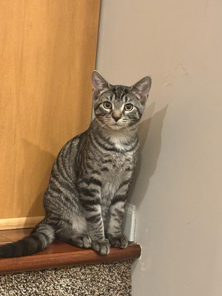 Mozzie-No longer accepting apps / Brie, Adoptable, Young Male Domestic Short Hair.