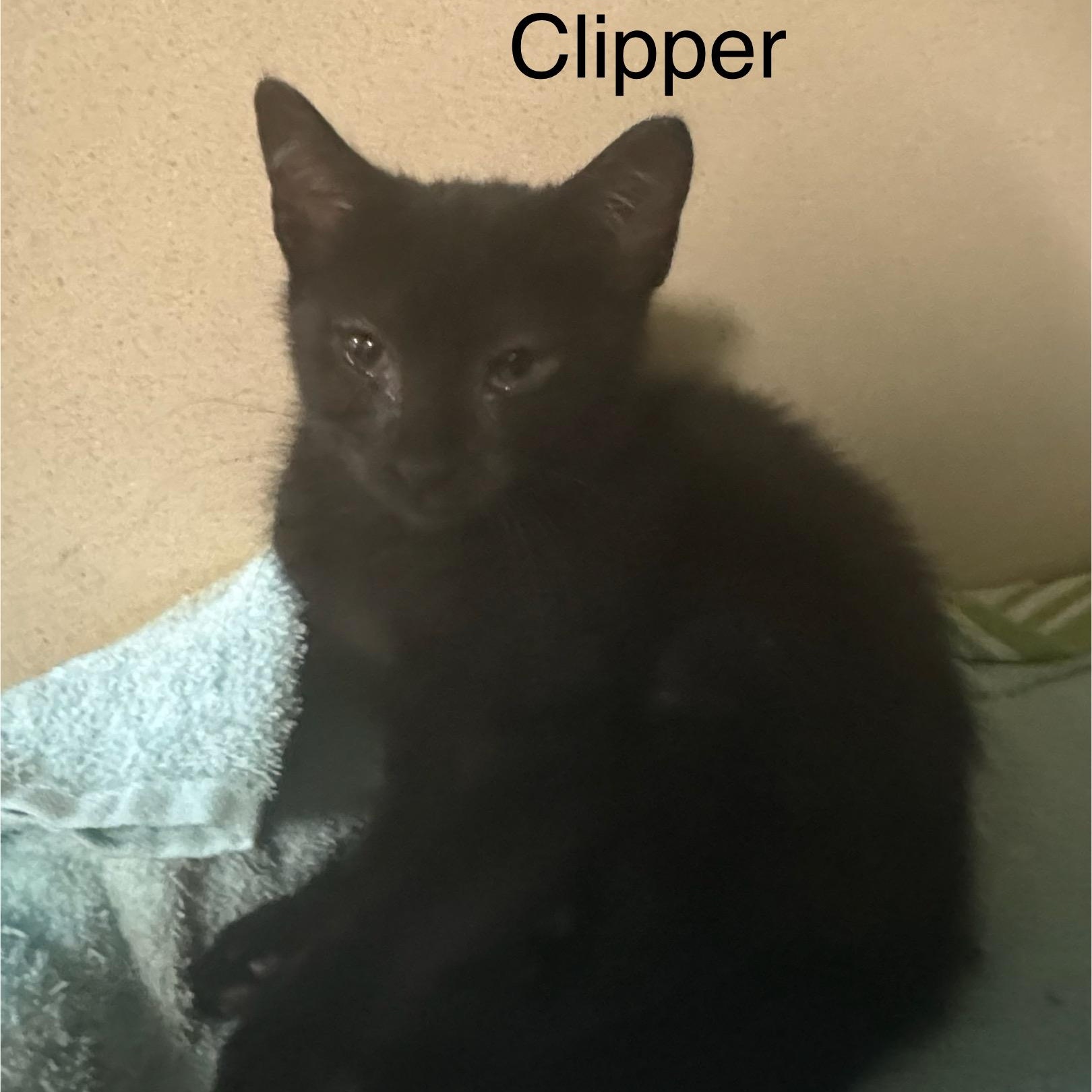 Enlarge Clipper, a Adoptable Domestic Short Hair in Ulster, PA image 1/1