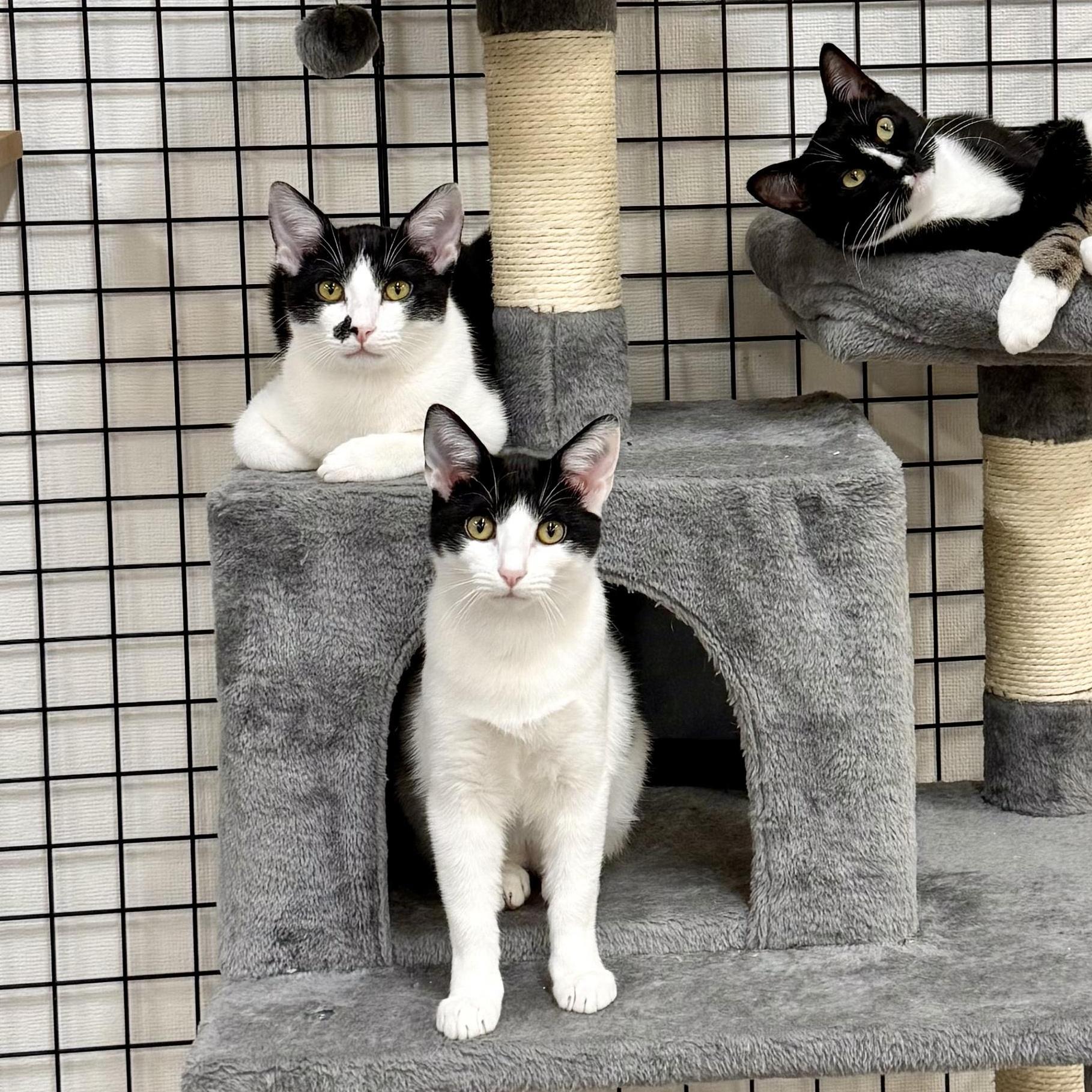 Enlarge Carol and Hubert, a ADOPTABLE Domestic Short Hair in Walnut Creek, CA image 4/5