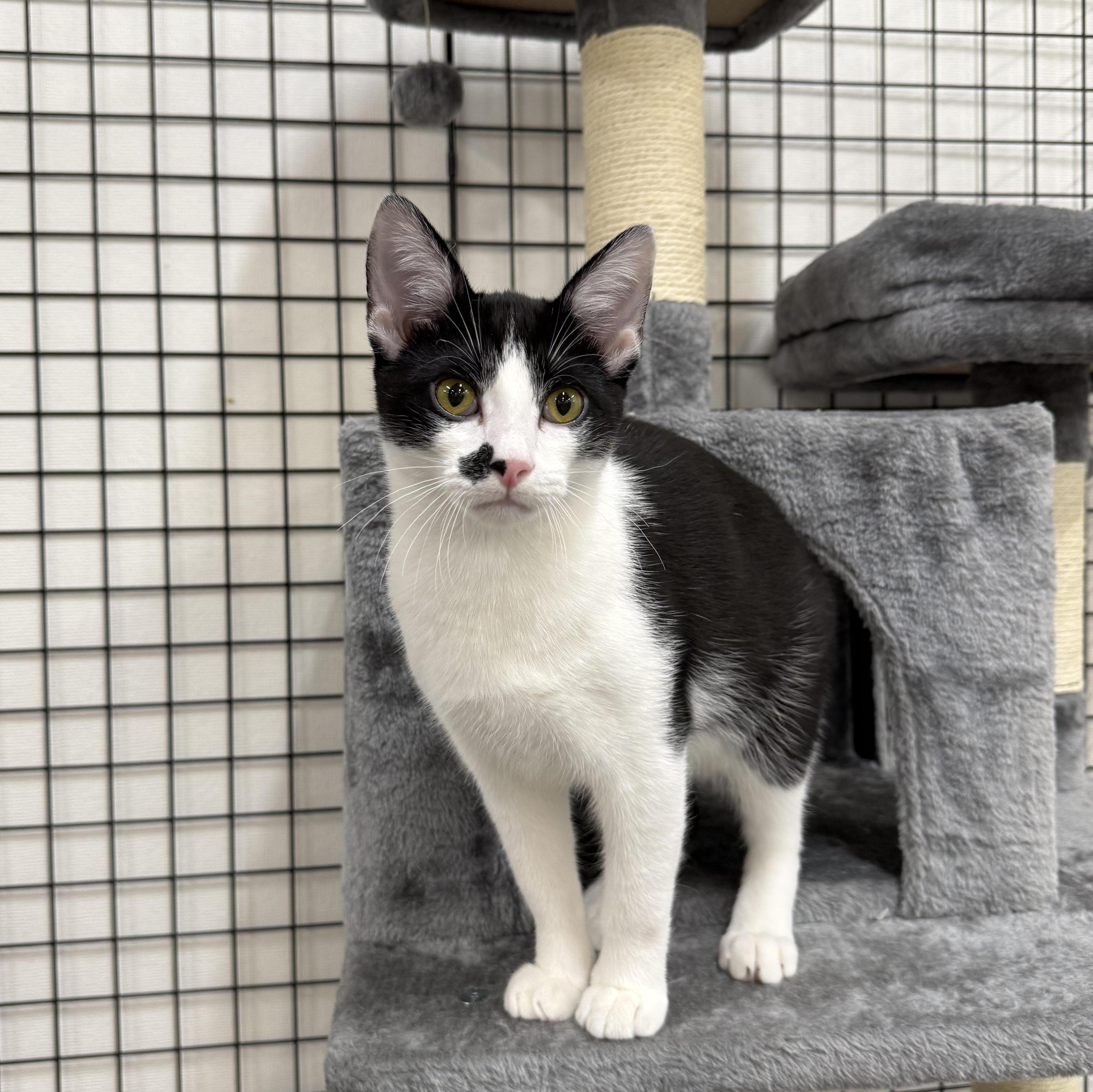 Enlarge Carol and Hubert, a ADOPTABLE Domestic Short Hair in Walnut Creek, CA image 3/5