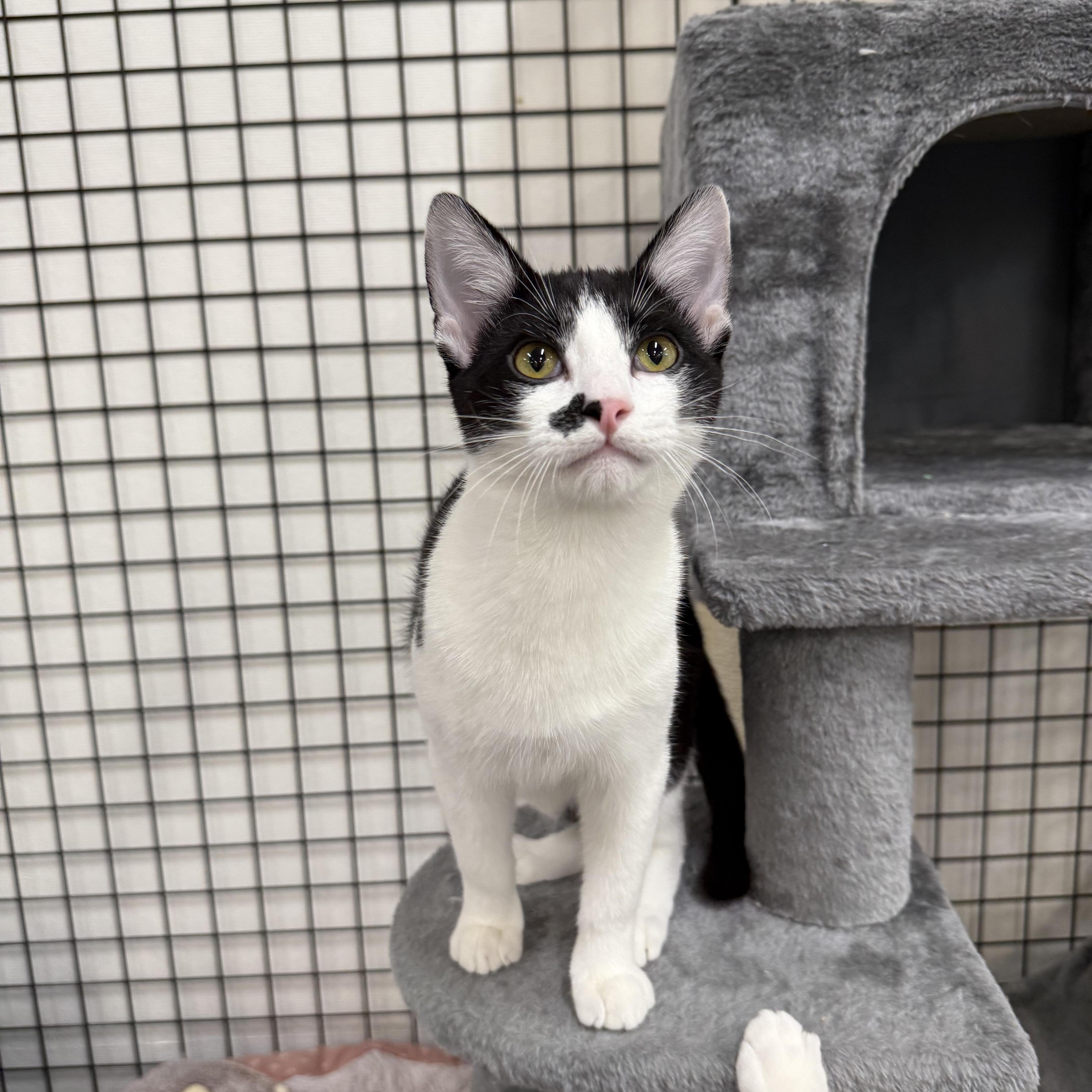 Enlarge Carol and Hubert, a ADOPTABLE Domestic Short Hair in Walnut Creek, CA image 5/5