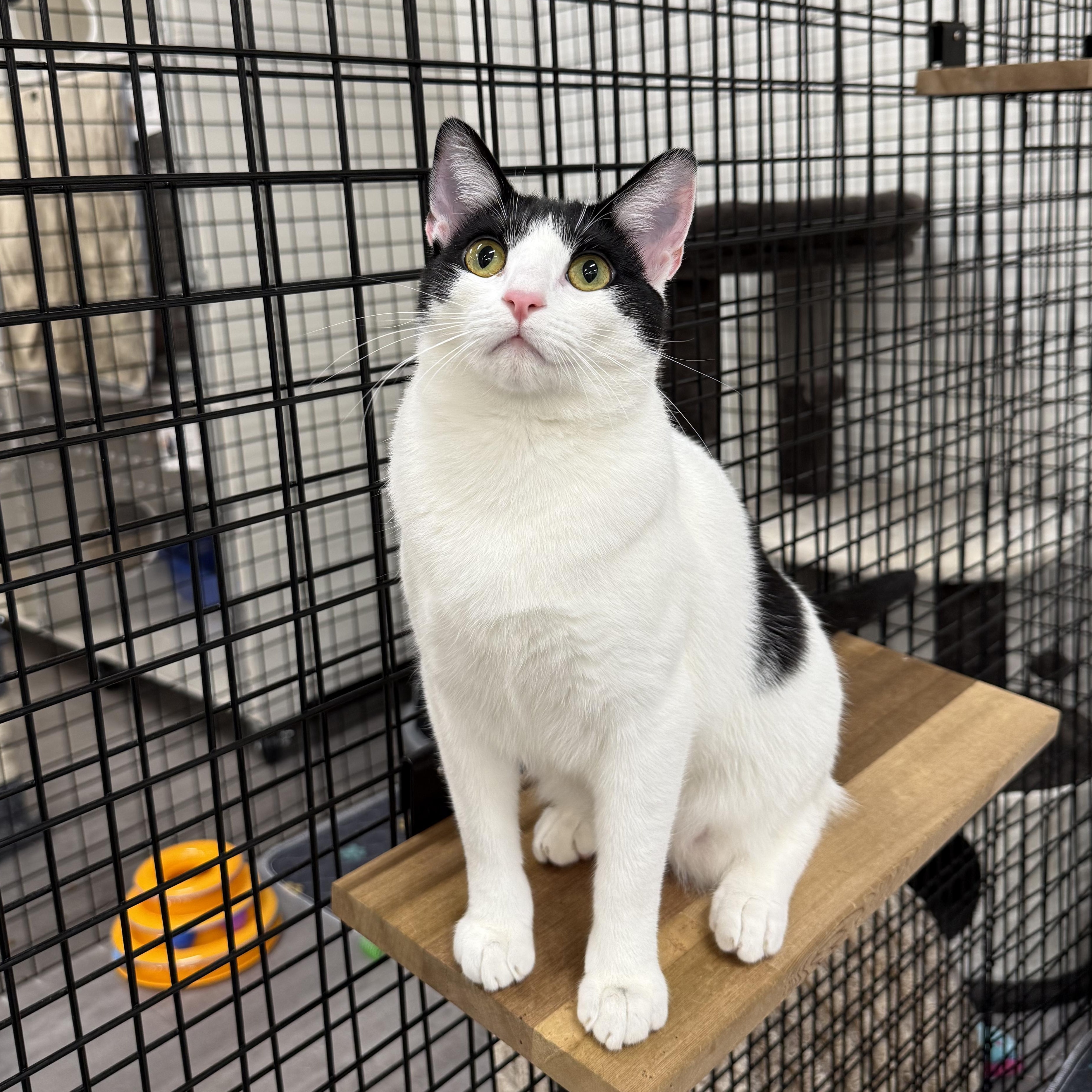 Enlarge Carol and Hubert, a ADOPTABLE Domestic Short Hair in Walnut Creek, CA image 3/4