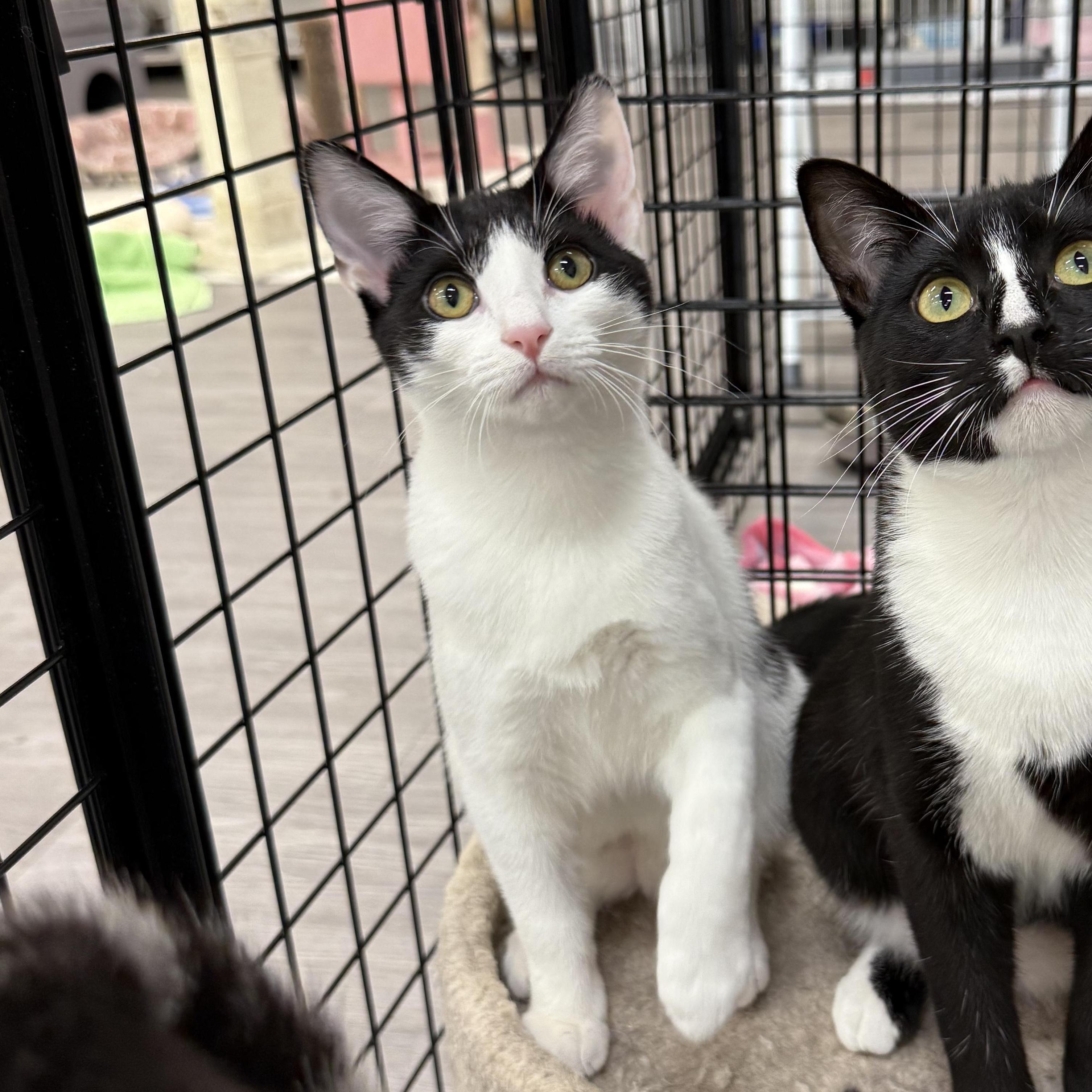 Enlarge Carol and Hubert, a ADOPTABLE Domestic Short Hair in Walnut Creek, CA image 2/5