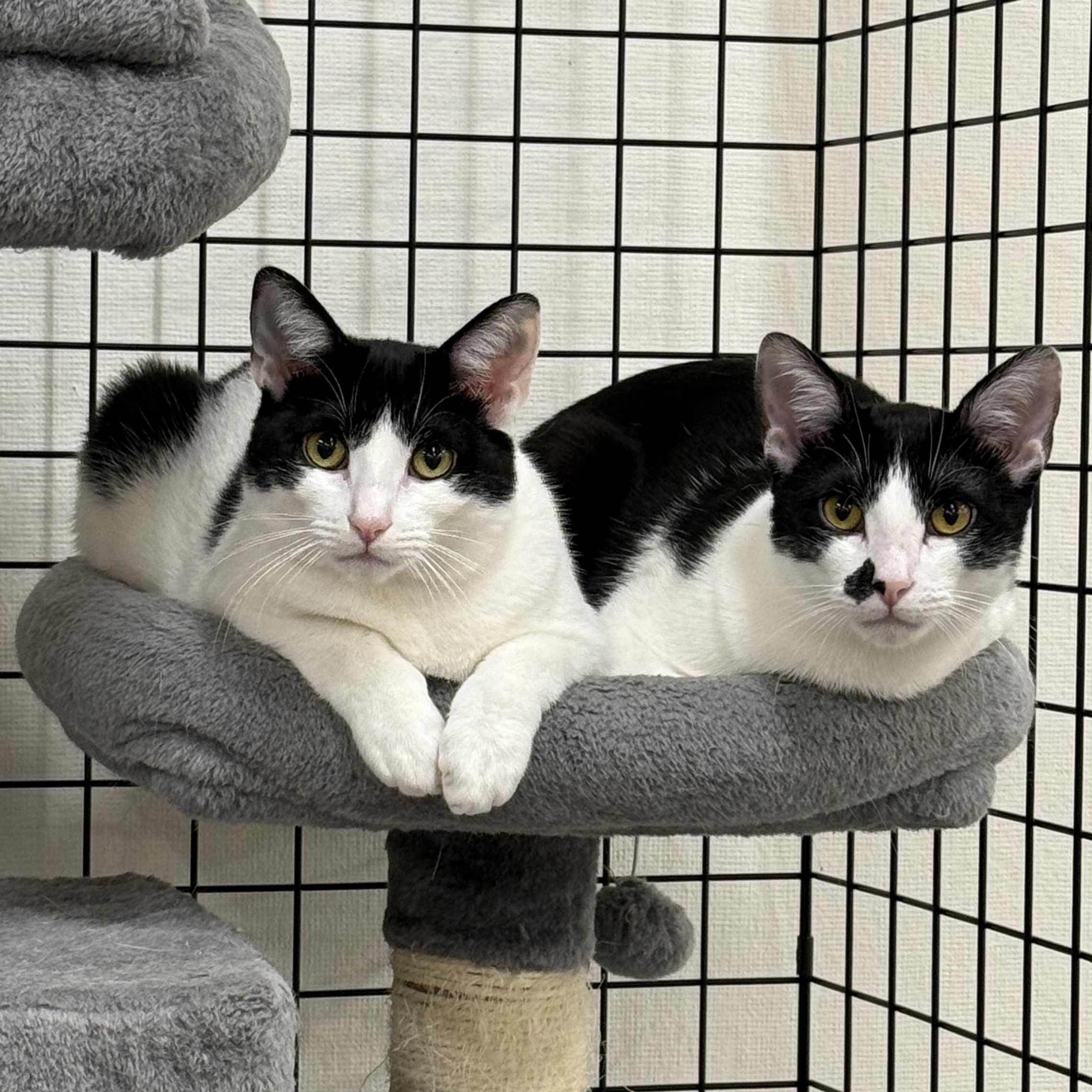 Enlarge Carol and Hubert, a ADOPTABLE Domestic Short Hair in Walnut Creek, CA image 1/4