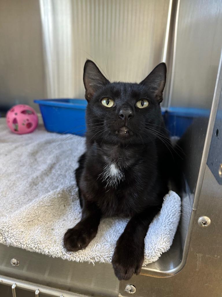 Enlarge Mace, a Adoptable mixed breed in Jonesboro, AR image 1/1