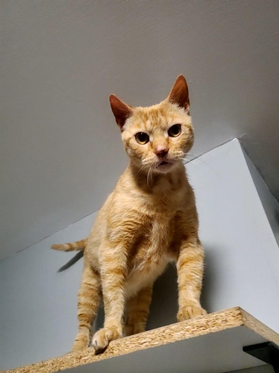 Enlarge Yip, a ADOPTABLE Tabby in Maple Shade, NJ image 2/5
