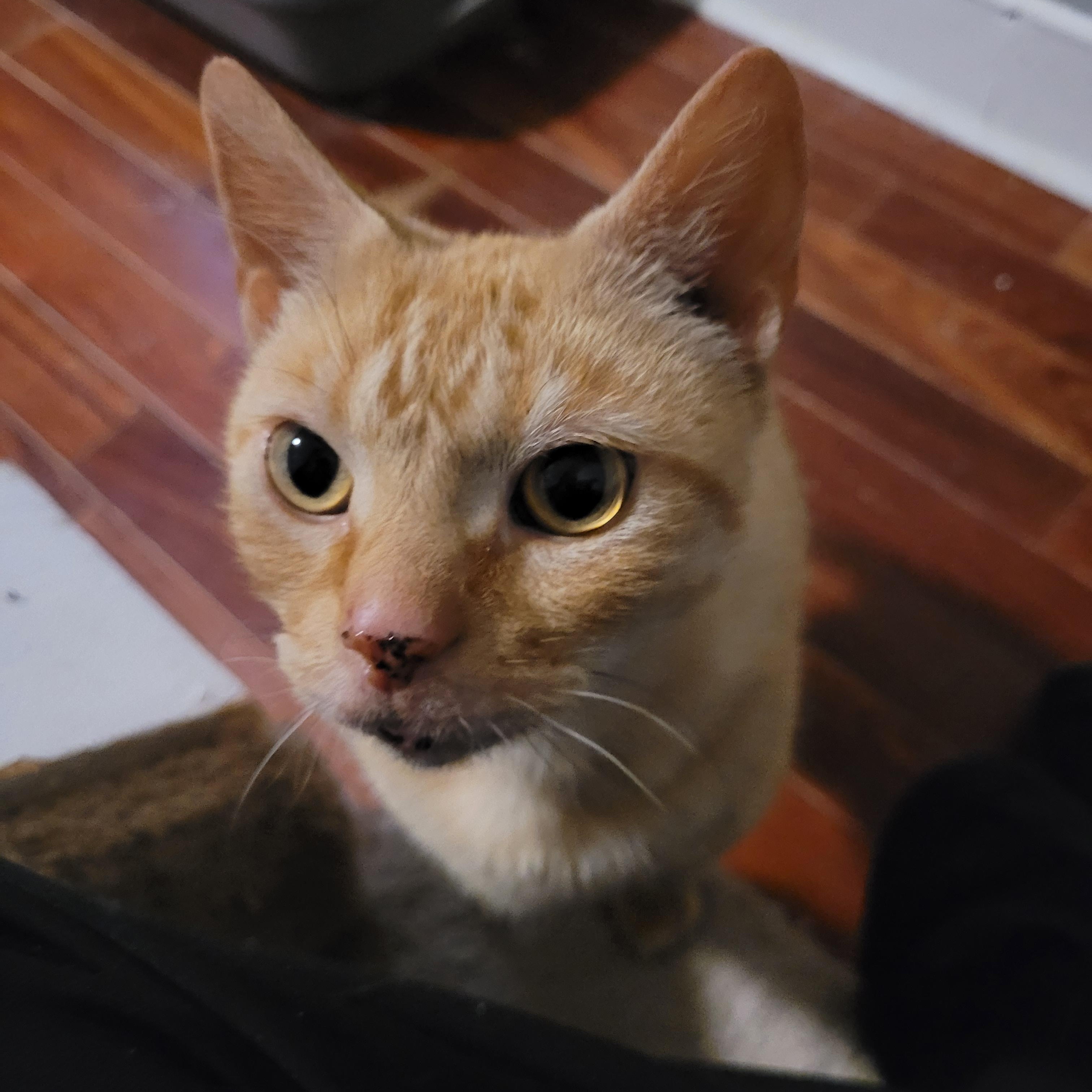 Yip, ADOPTABLE, Adult Female Tabby.