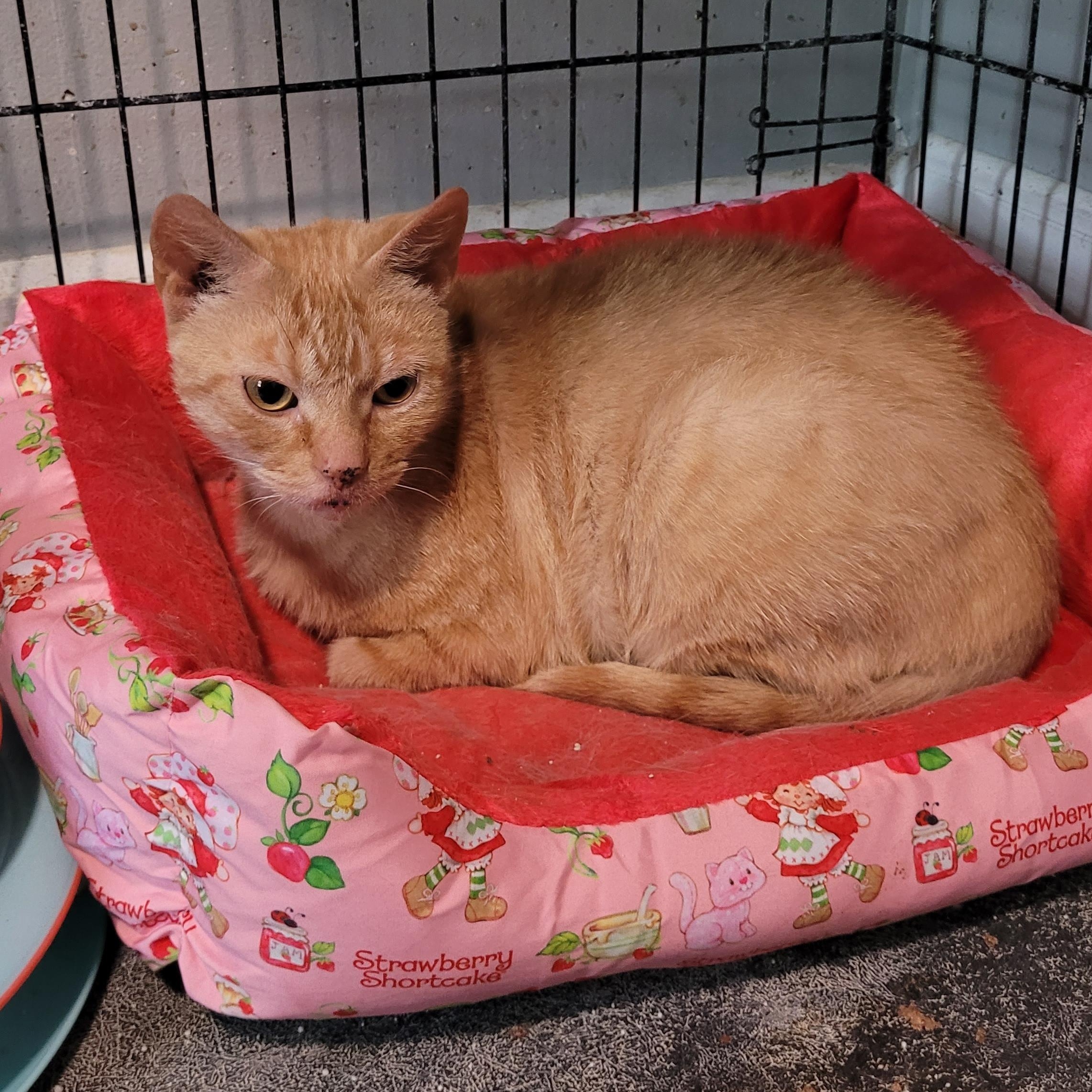 Enlarge Yip, a ADOPTABLE Tabby in Maple Shade, NJ image 4/5