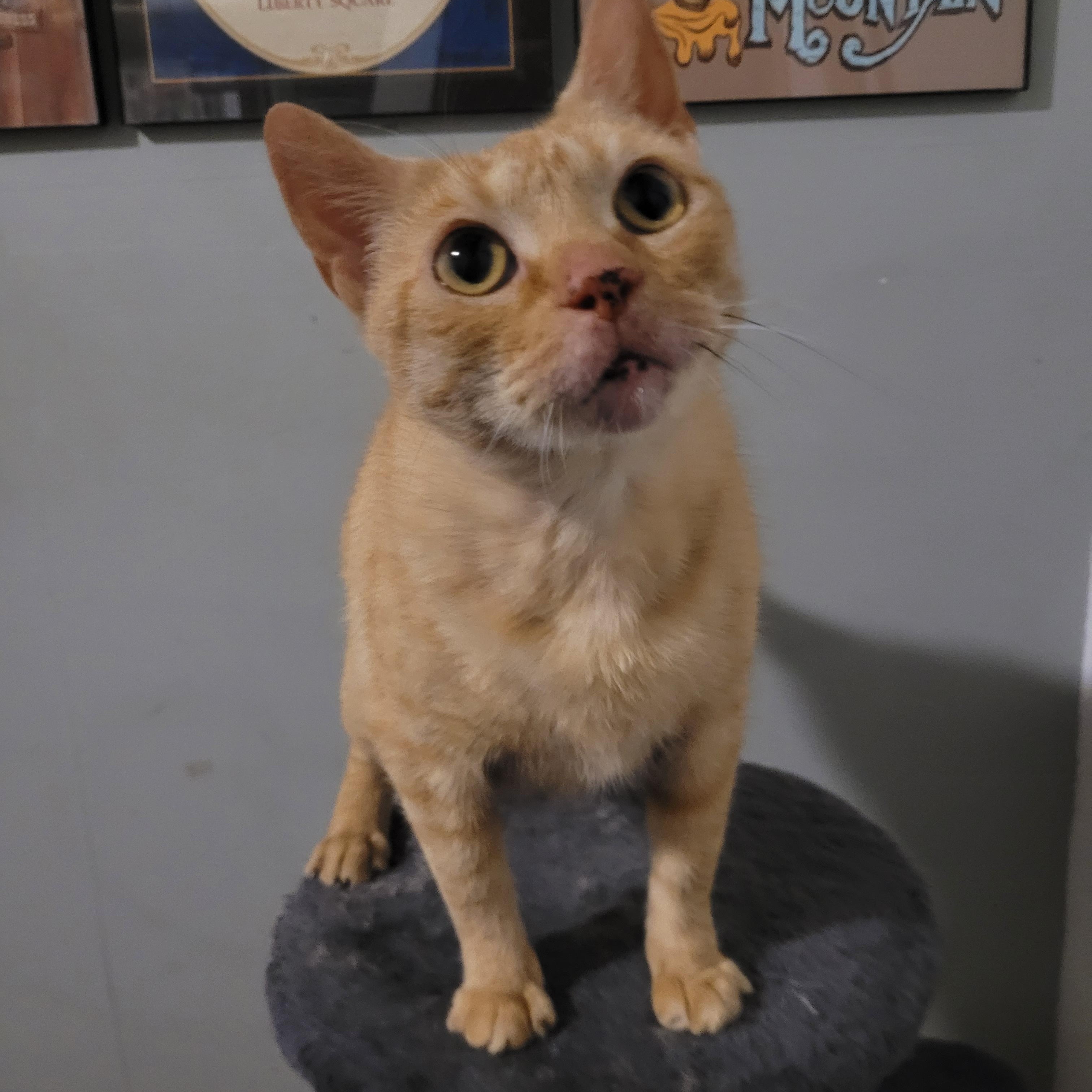 Enlarge Yip, a ADOPTABLE Tabby in Maple Shade, NJ image 5/5