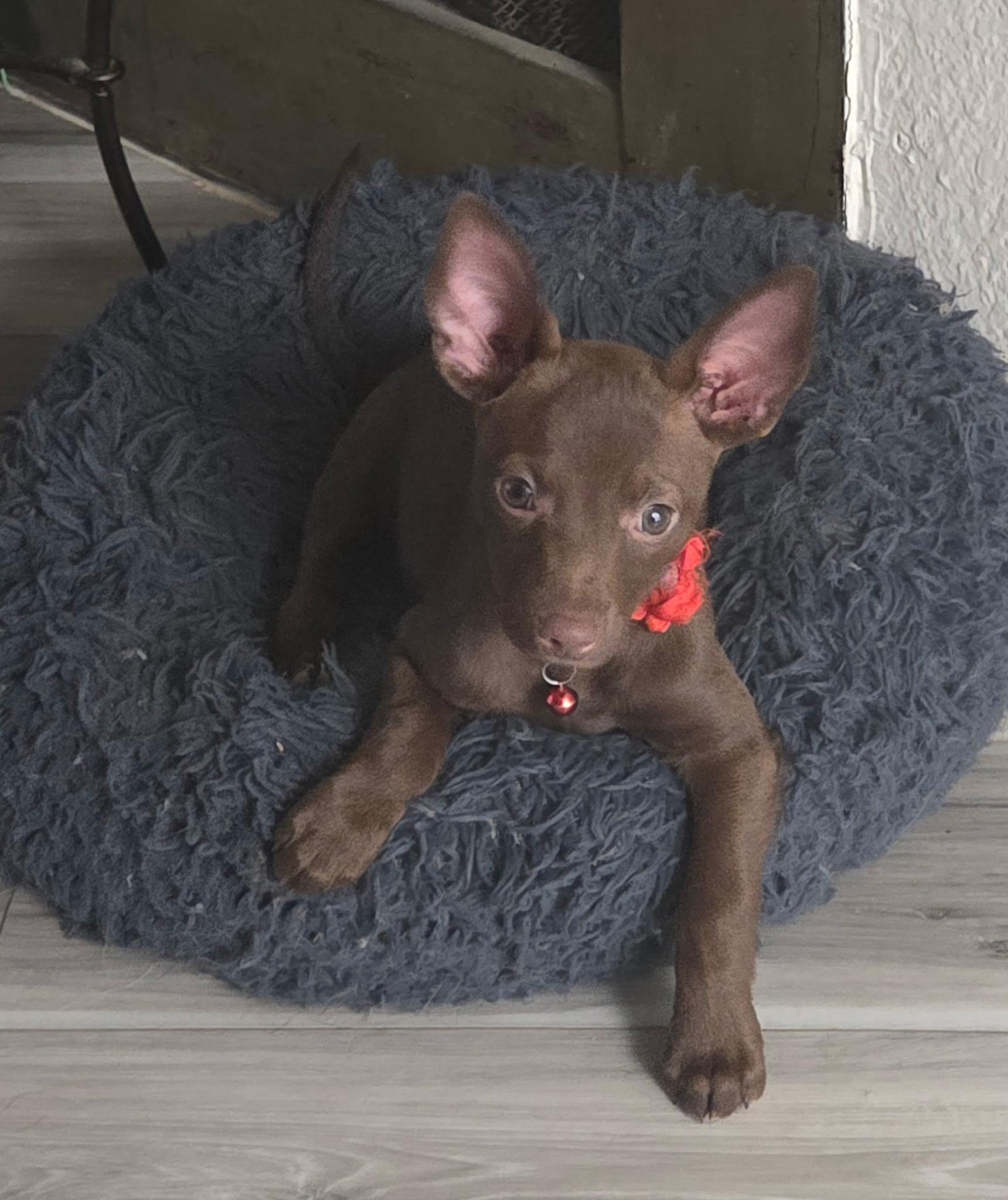Stewie, a ADOPTABLE mixed breed in Penryn, CA image 1/2