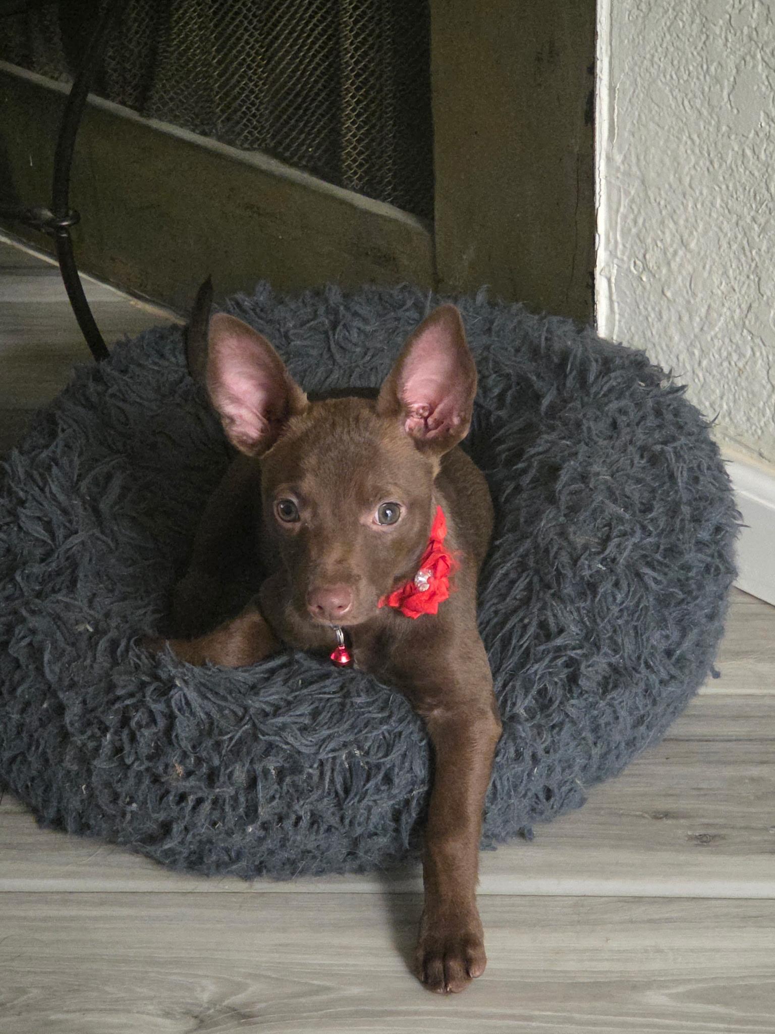 Stewie, a ADOPTABLE mixed breed in Penryn, CA image 2/2