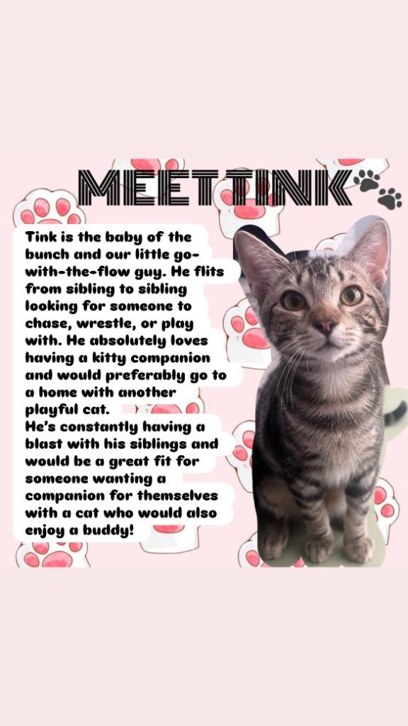 Enlarge Tink, a Adoptable mixed breed in Spring, TX image 1/3
