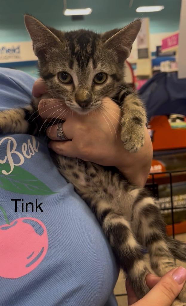 Enlarge Tink, a Adoptable mixed breed in Spring, TX image 3/3