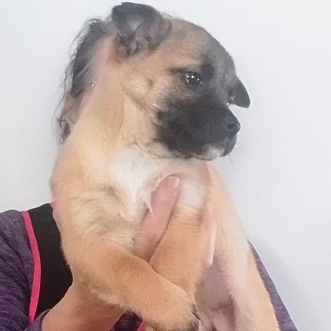 Nique, an adoption pending mixed breed in Spanaway, WA image 2/6