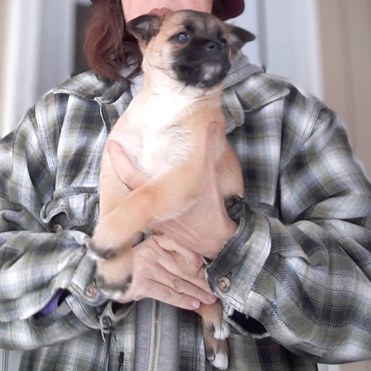 Nique, ADOPTABLE, Puppy Female Poodle.