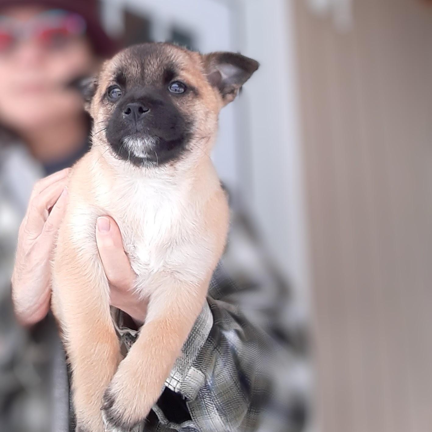 Nique, an adoption pending mixed breed in Spanaway, WA image 3/6