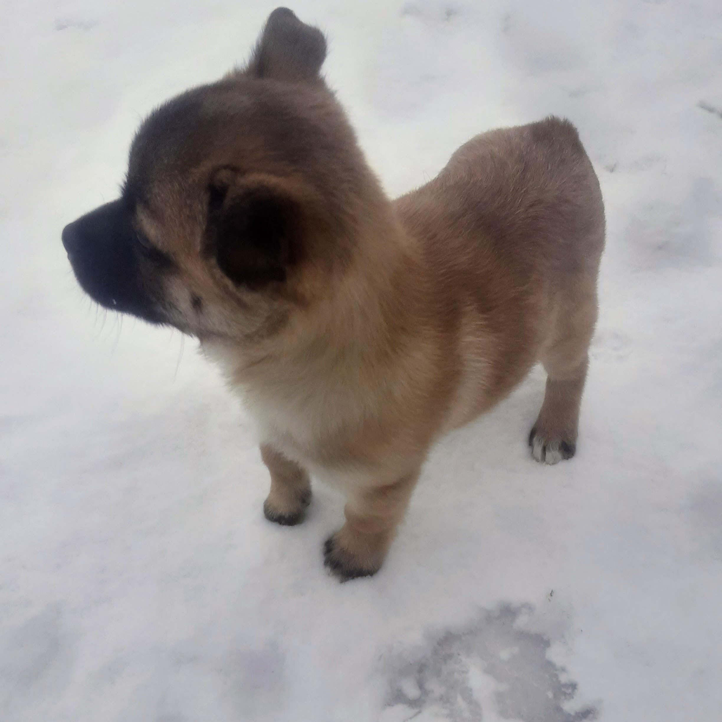 Nique, an adoption pending mixed breed in Spanaway, WA image 4/6