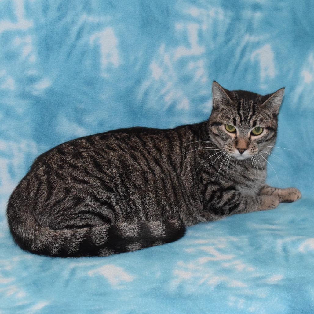 Jerry, Adoptable, Young Male Domestic Short Hair.