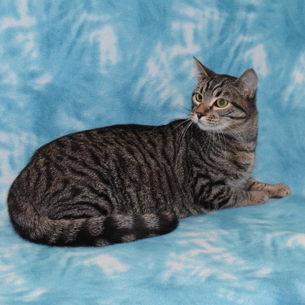 Jerry, a Adoptable Domestic Short Hair in Eureka, CA image 3/4