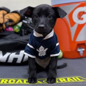 Aspen, Adoptable, Puppy Male Chihuahua.