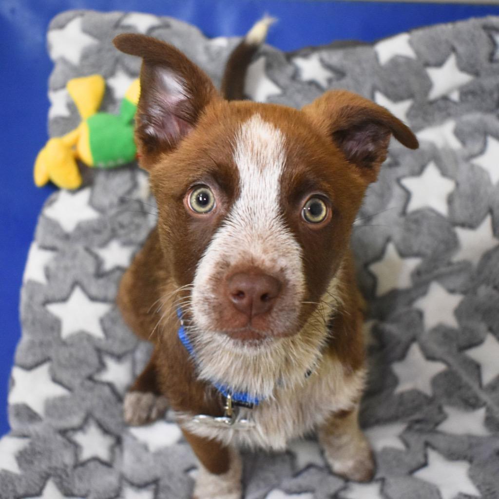 Enlarge Bessie, a Adopted mixed breed in Saint Petersburg, FL image 1/4