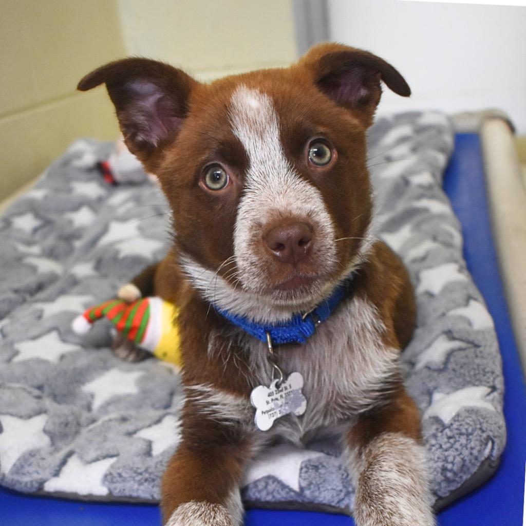 Enlarge Bessie, a Adopted mixed breed in Saint Petersburg, FL image 4/4