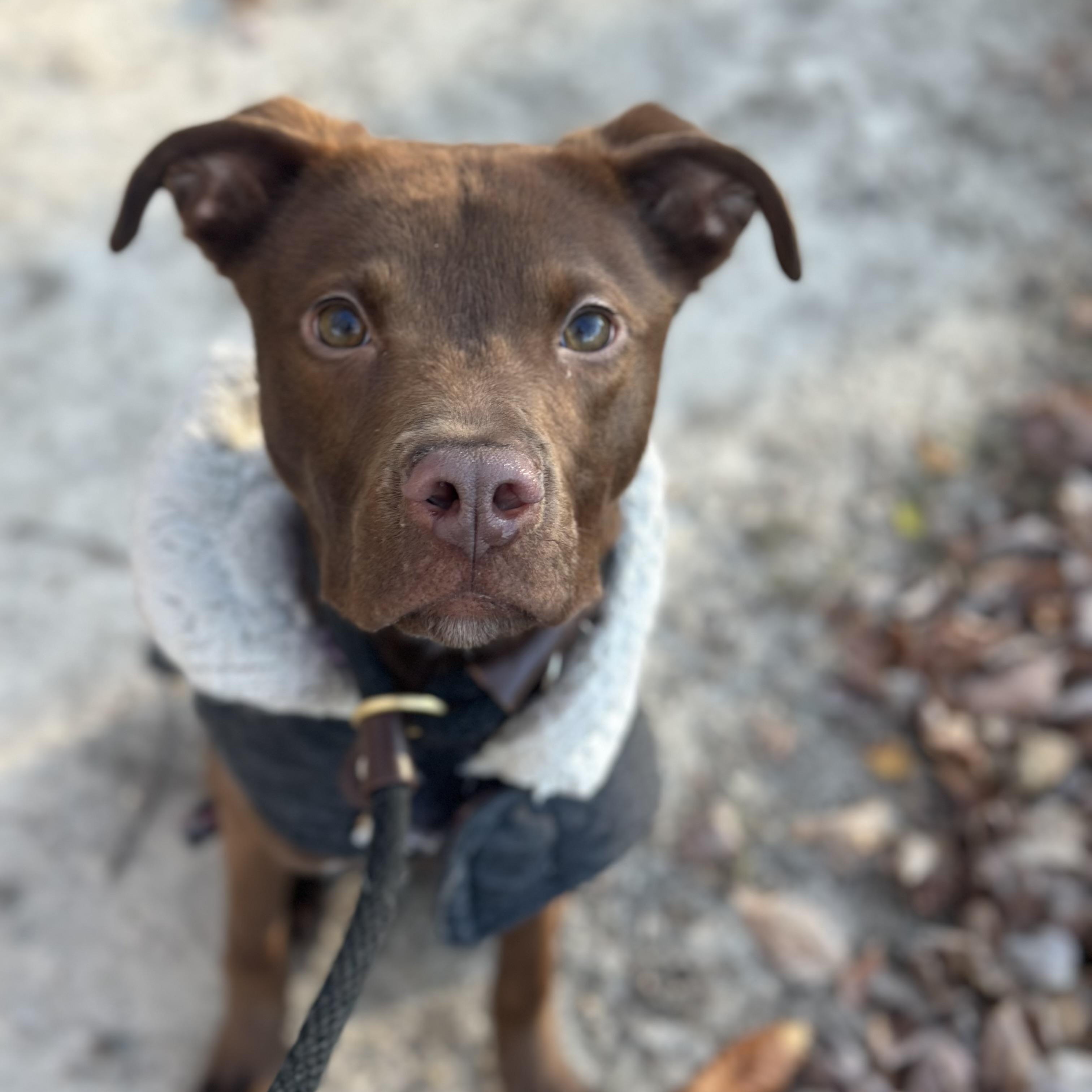 Enlarge Hendrix, a Adoptable Mixed Breed in Gloucester, VA image 1/1