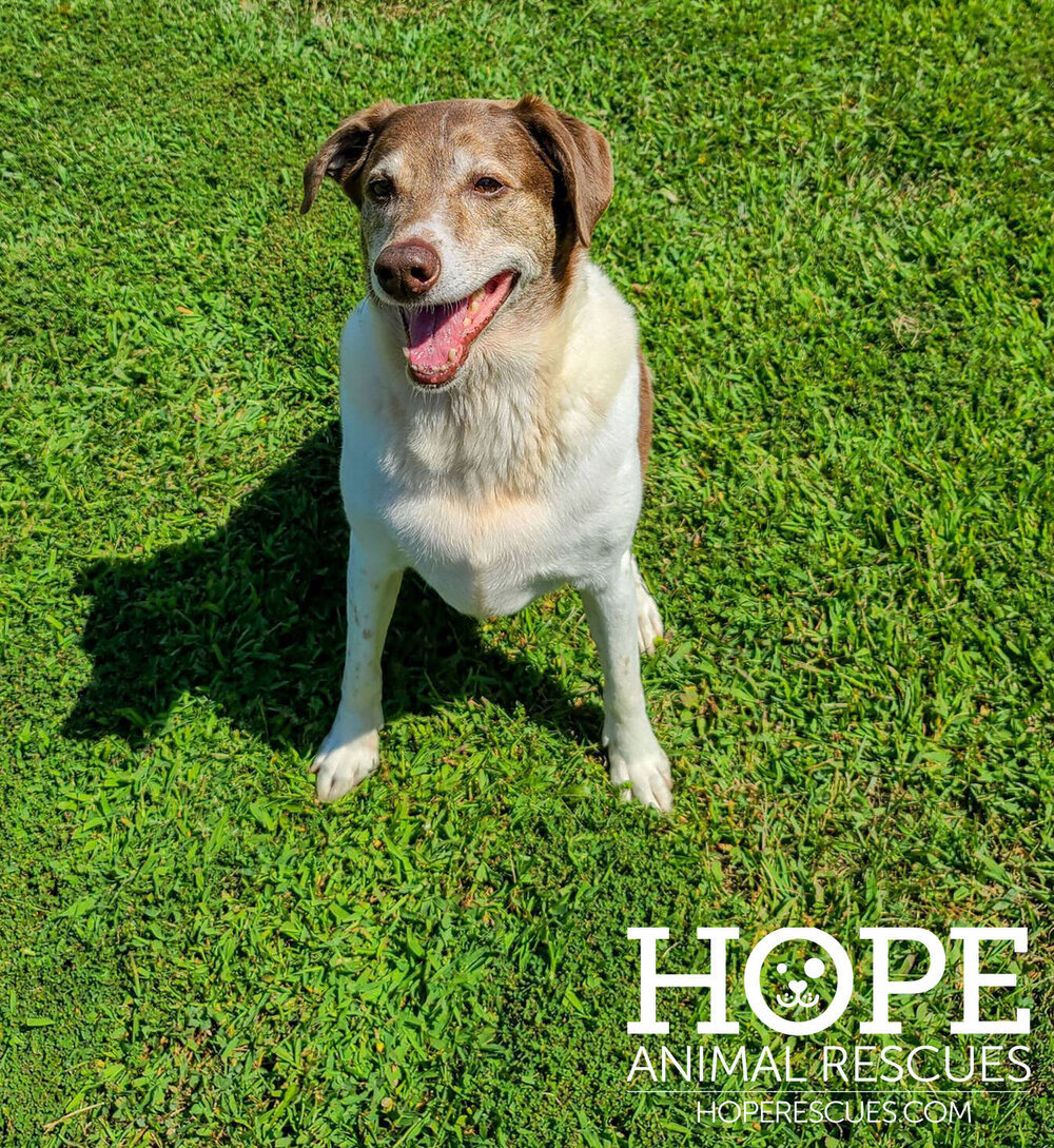 Enlarge Bailey, a Adoptable mixed breed in Godfrey, IL image 2/6