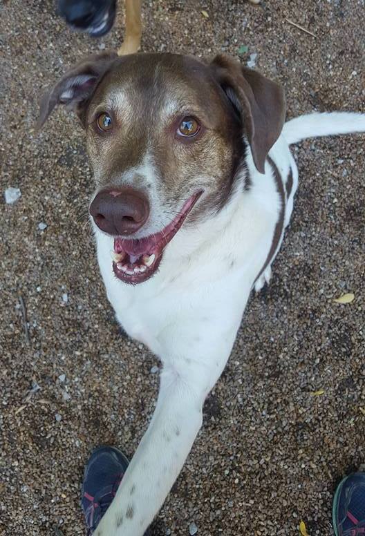 Enlarge Bailey, a Adoptable mixed breed in Godfrey, IL image 3/6