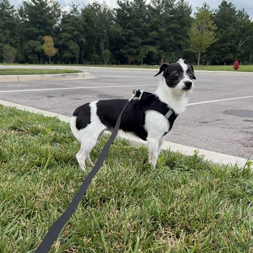 Eddy-COMING SOON, Adopted, Adult Male Terrier.