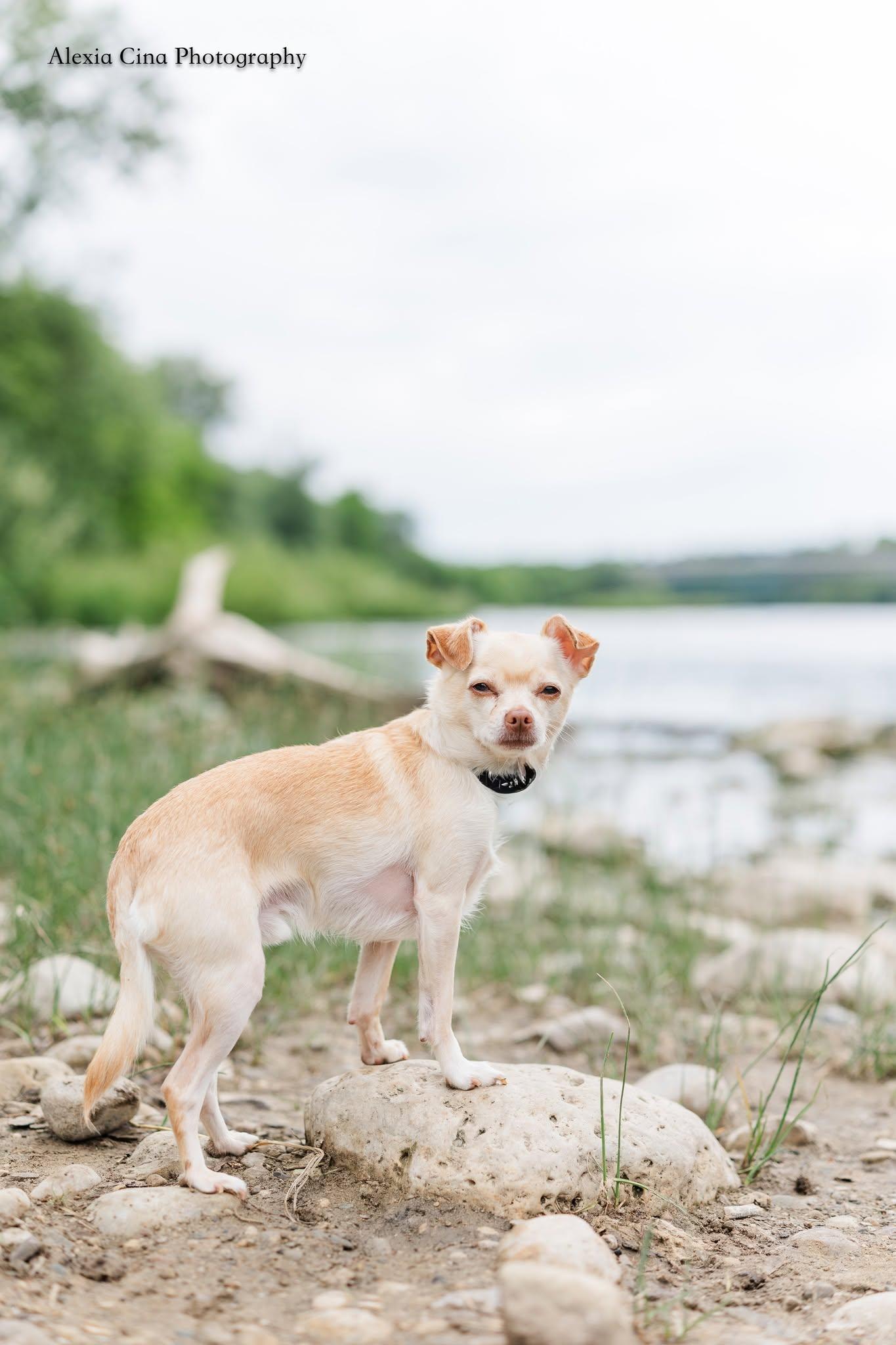 Enlarge Poco, a ADOPTABLE Chihuahua in Drumbo, ON image 2/4