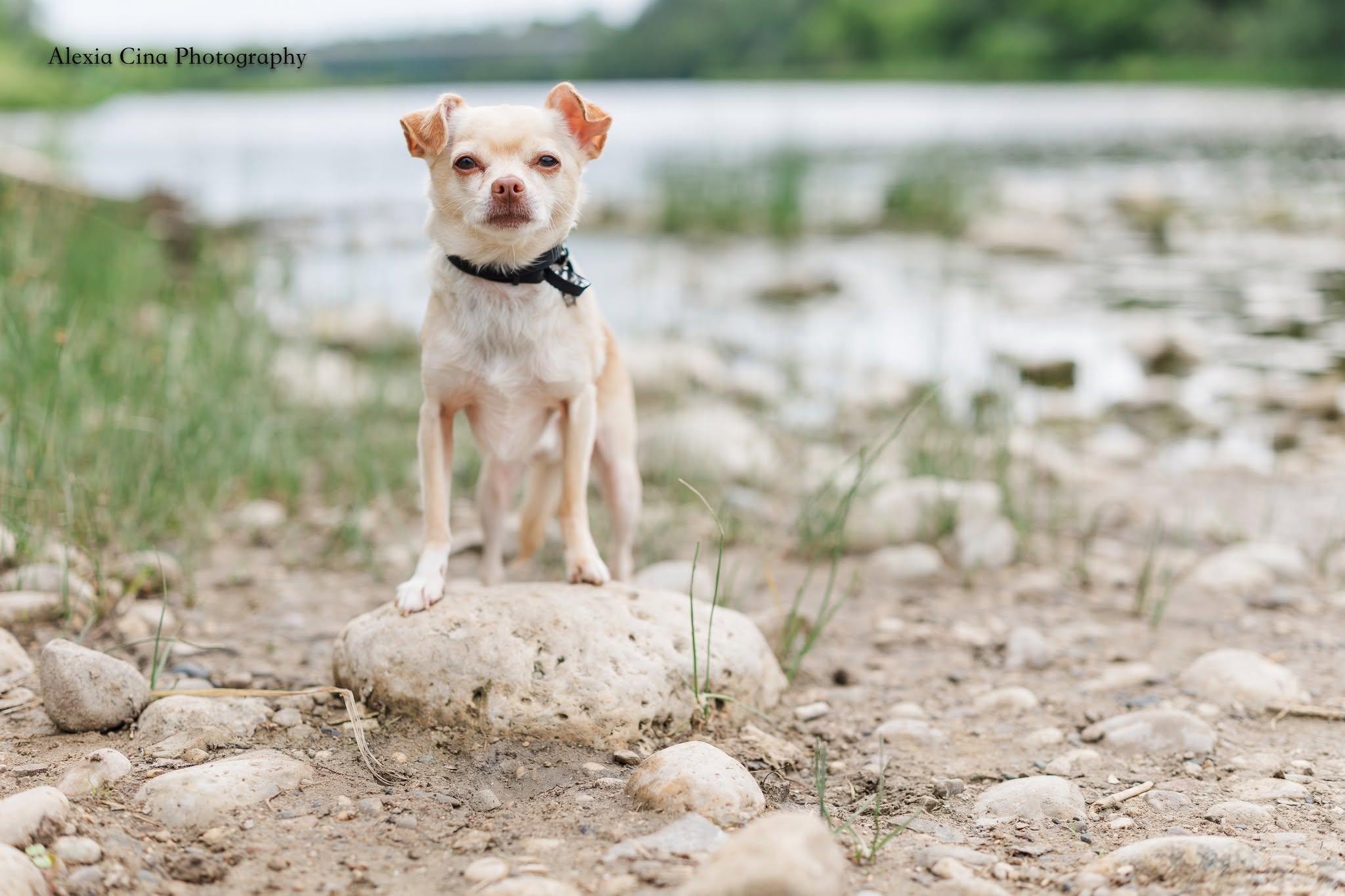 Enlarge Poco, a ADOPTABLE Chihuahua in Drumbo, ON image 1/4